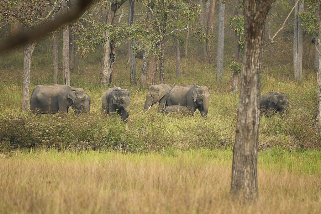 Elephants herds at Tholpetty Wildlife sanctuary